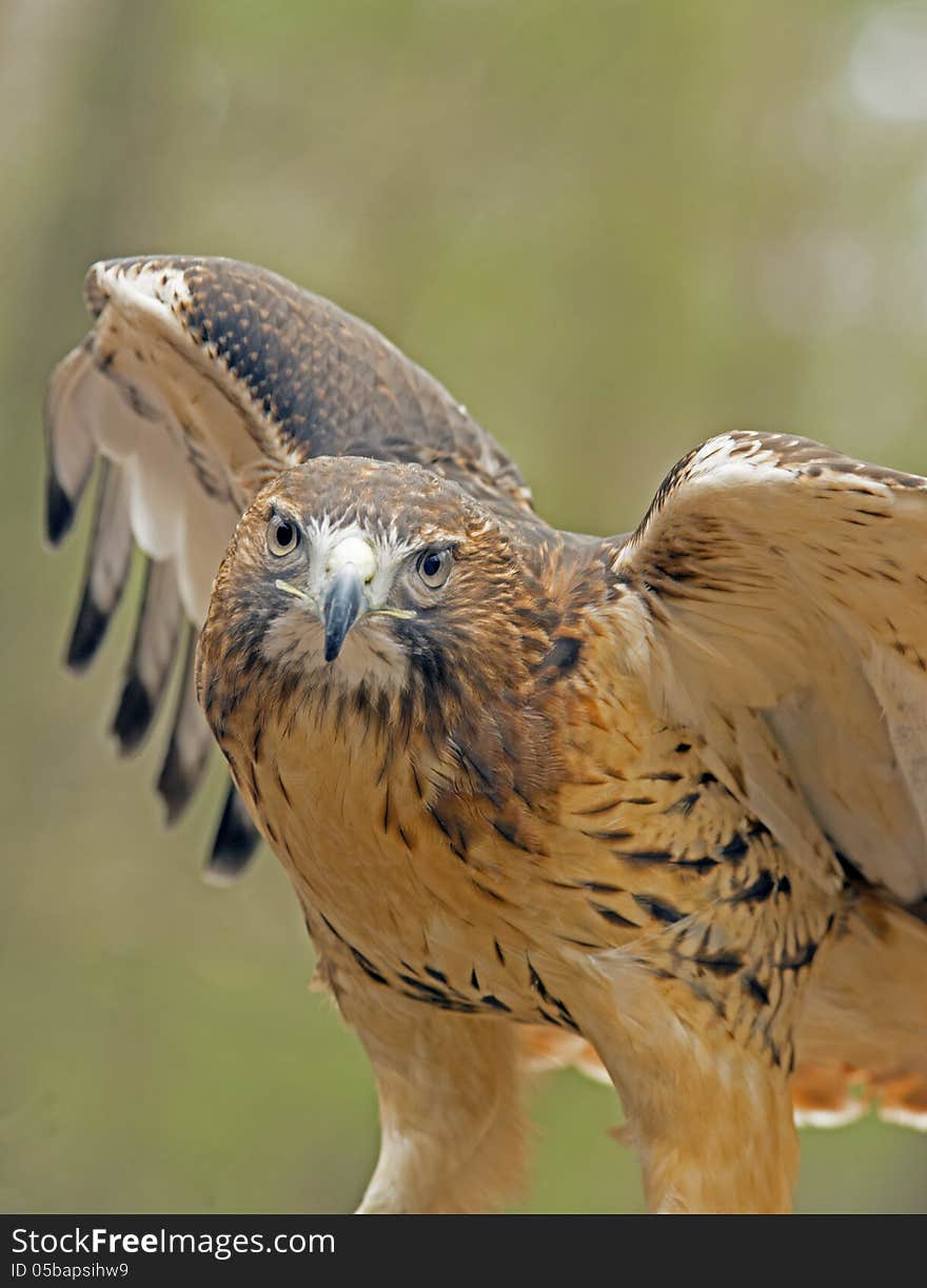 A Red Tailed Hawk spreads his wings. A Red Tailed Hawk spreads his wings.