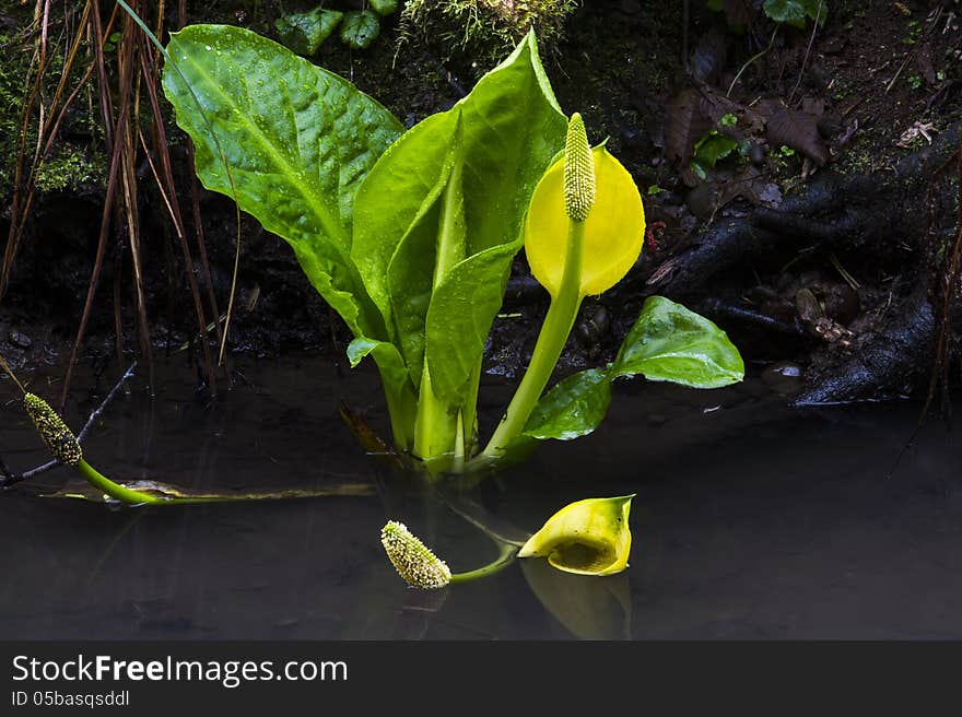 Western Skunk Cabbage