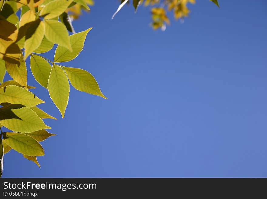 Green leaves against blue sky