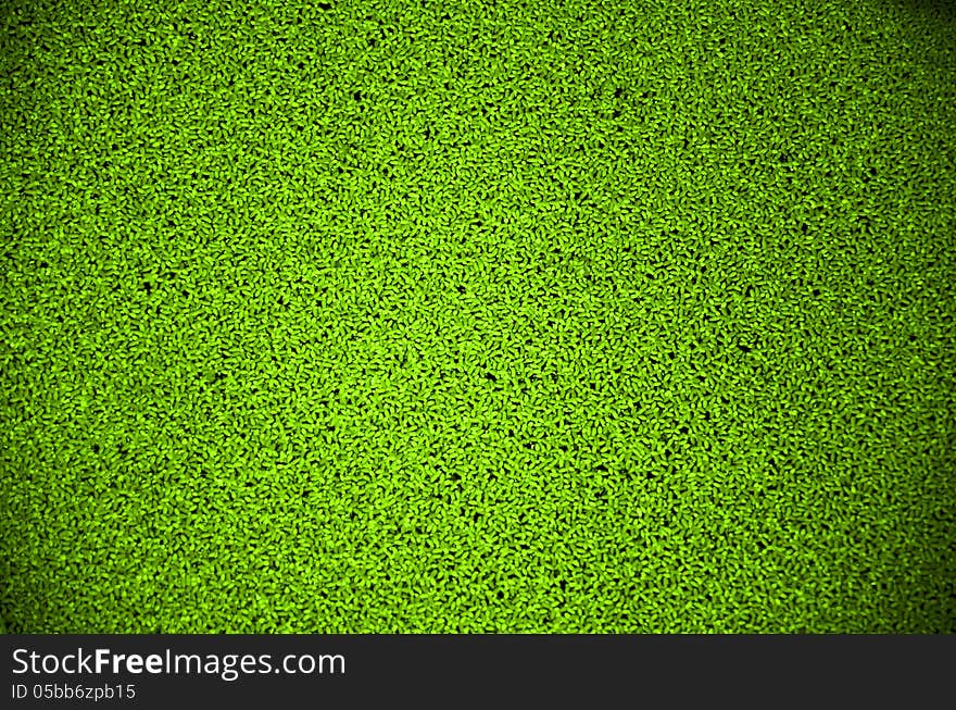 Green duckweed floating on the river