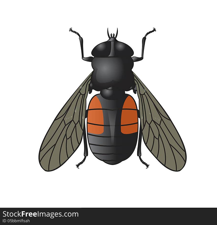 Vector image of simbol of big horsefly