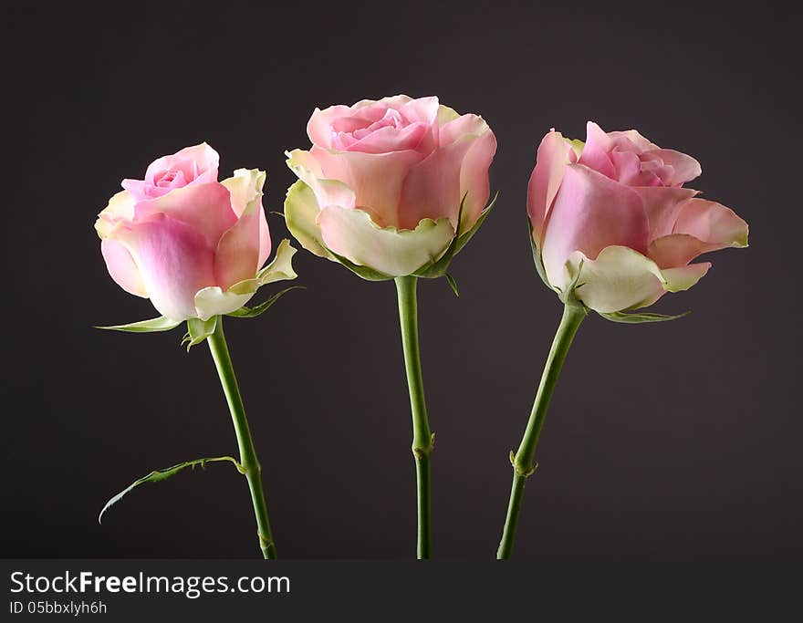 Three pink roses on dark background