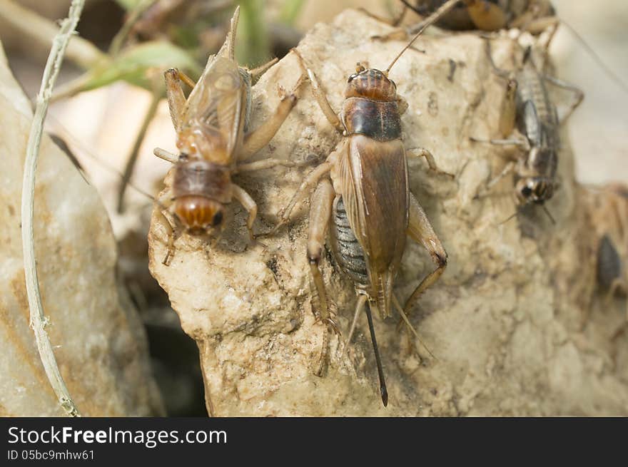 A group of grasshoppers resting on a stone