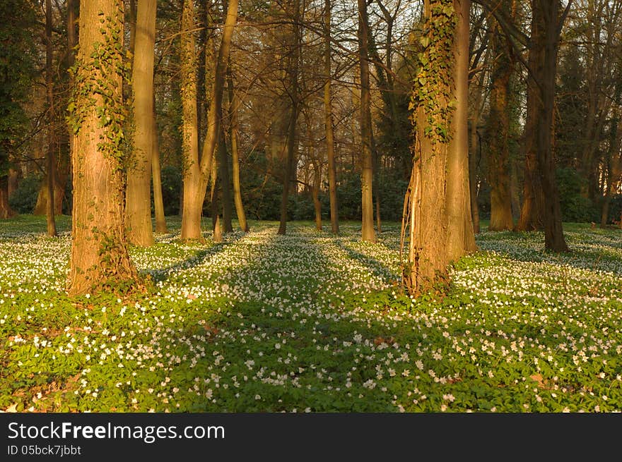 The picture shows the park in the spring. Among the green shell, there are numerous white flowers anemones. Located low on the horizon the sun illuminates the park by putting a long shadow.