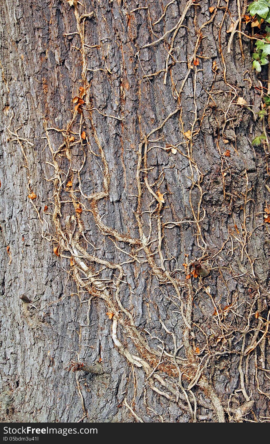 Photo of mature tree bark with an ivy climbing plant. Photo of mature tree bark with an ivy climbing plant.