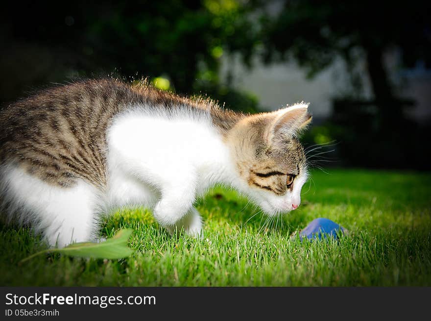 Cat playing with his blue ball. Cat playing with his blue ball