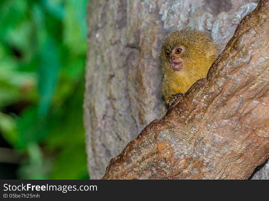 A very cute and adorable pygmy marmoset (Cebuella pygmaea) in a tree, looking quite adorable. This is the smallest true monkey and one of the smallest primates. Native to South America. A very cute and adorable pygmy marmoset (Cebuella pygmaea) in a tree, looking quite adorable. This is the smallest true monkey and one of the smallest primates. Native to South America.