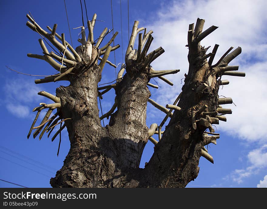 Prunned tree