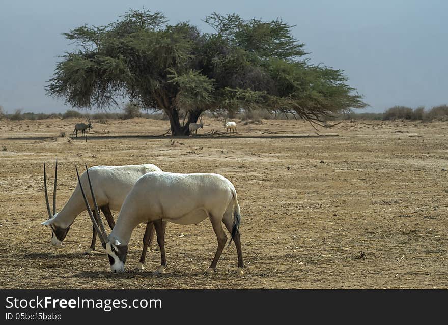 Antelope Addax In Israeli Nature Reserve