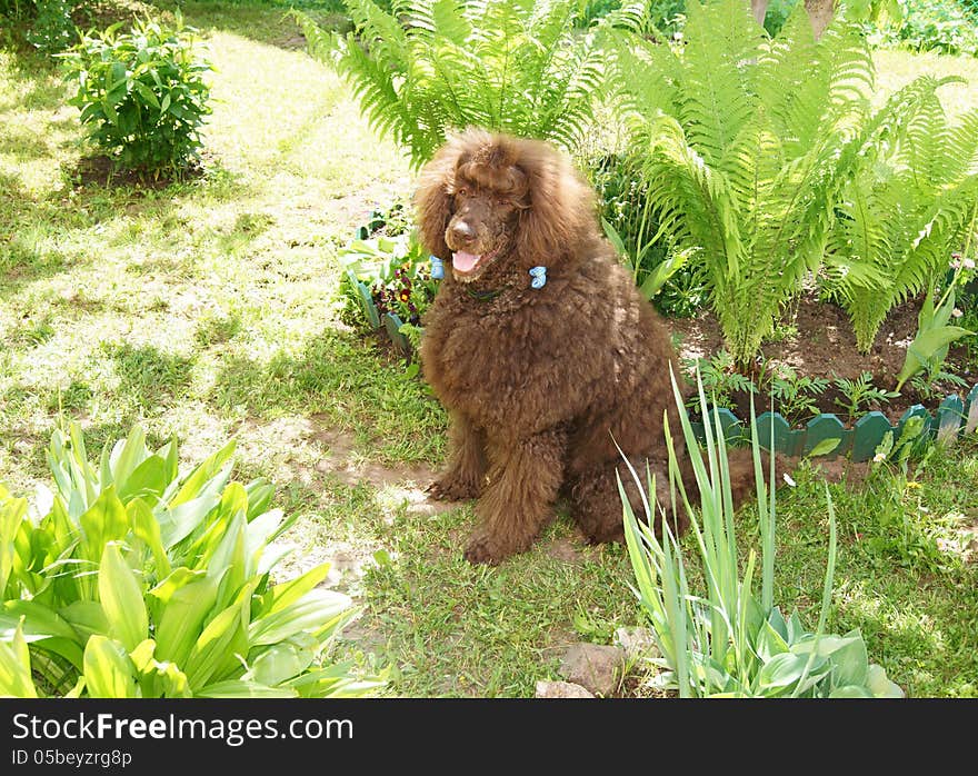 Portrait of a brown royal poodle