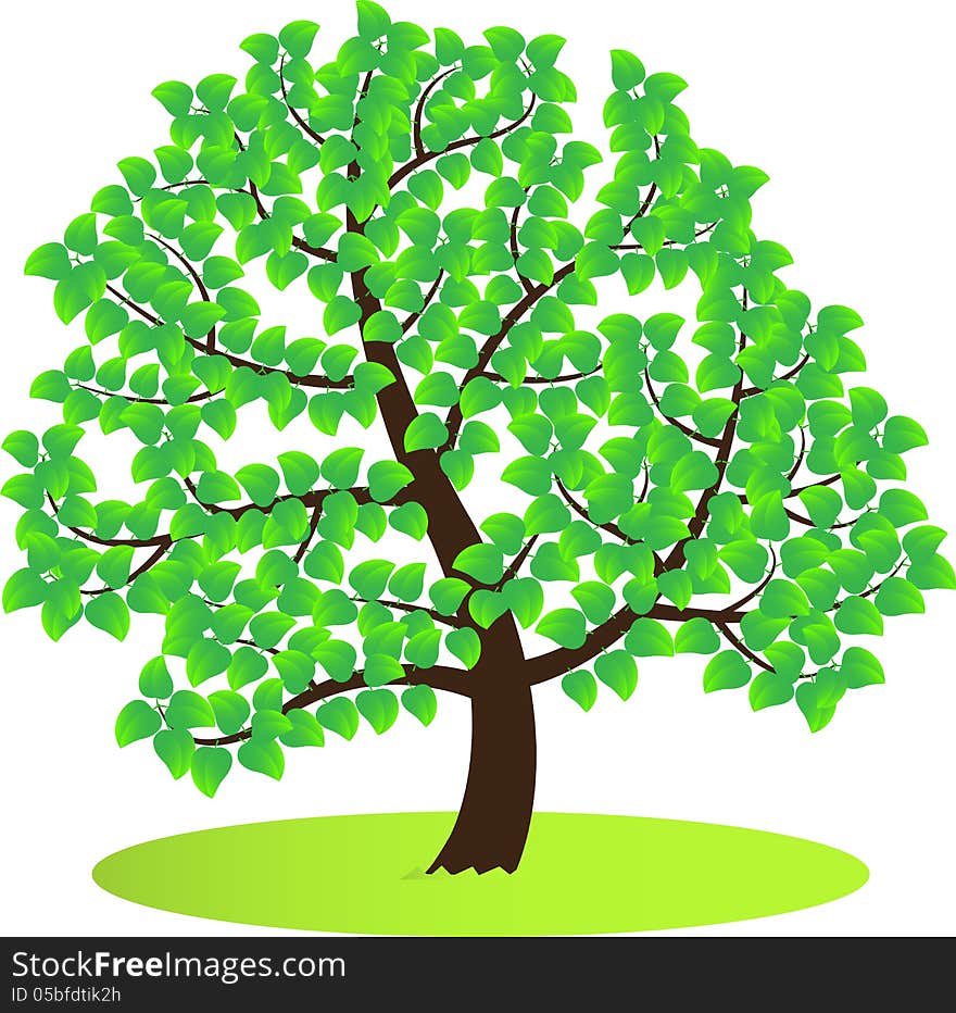 Stock Image - a green tree in the park. Stock Image - a green tree in the park