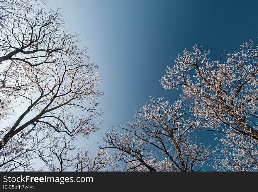 Snow and frost covered locust trees, profiled on bright sky in winter in a park