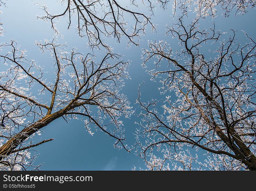 Snow and frost covered locust trees, profiled on bright sky in winter in a park