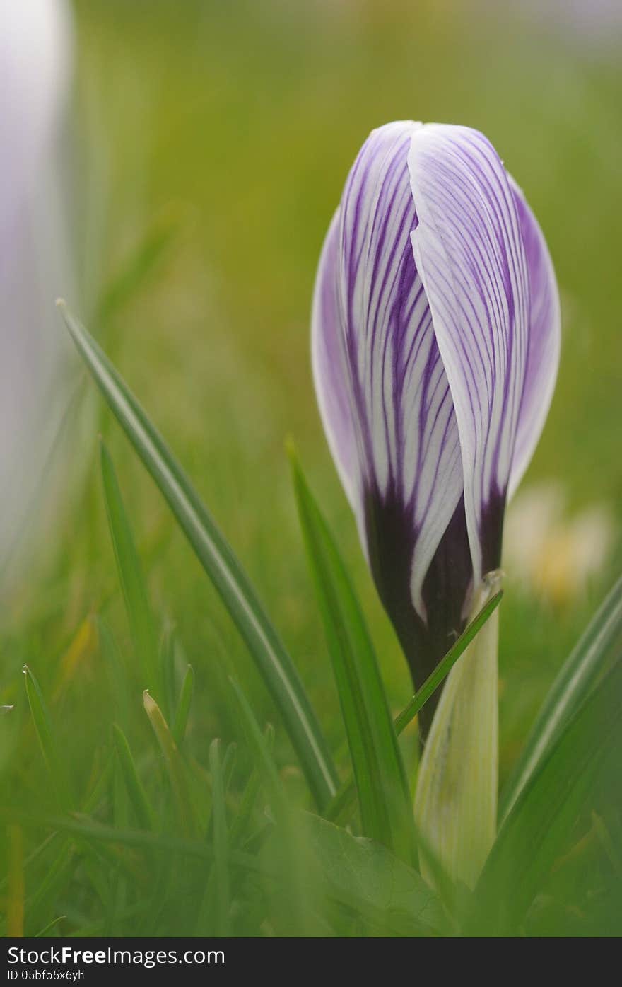 Crocus Sprout Closeup