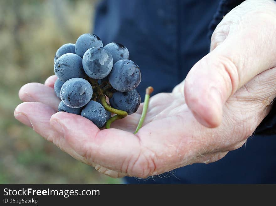 Man holding a bunch of freshly picked grapes in a vineyard; ready for harvest. Man holding a bunch of freshly picked grapes in a vineyard; ready for harvest