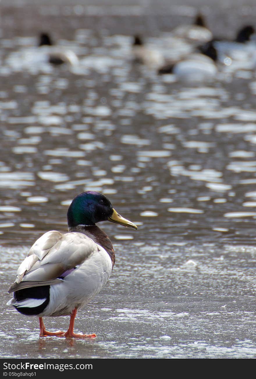 Mallard Duck on Ice