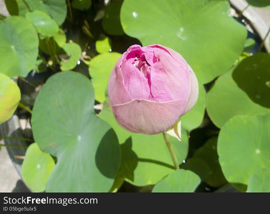 Pink lotus flower blooming.