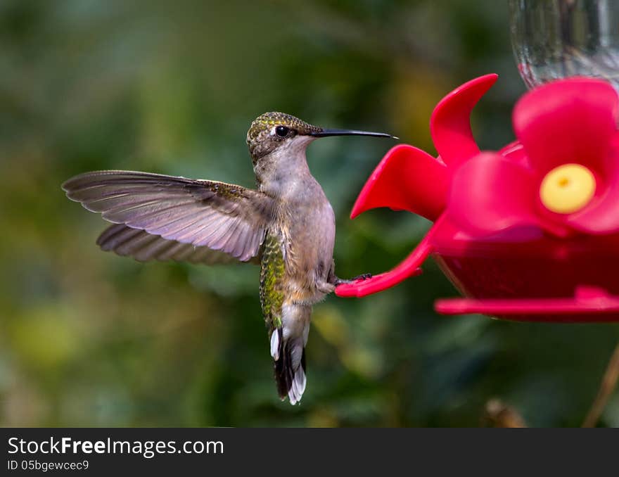 Hummingbird standing on feeder with wings spread open ready for the sweet treat.