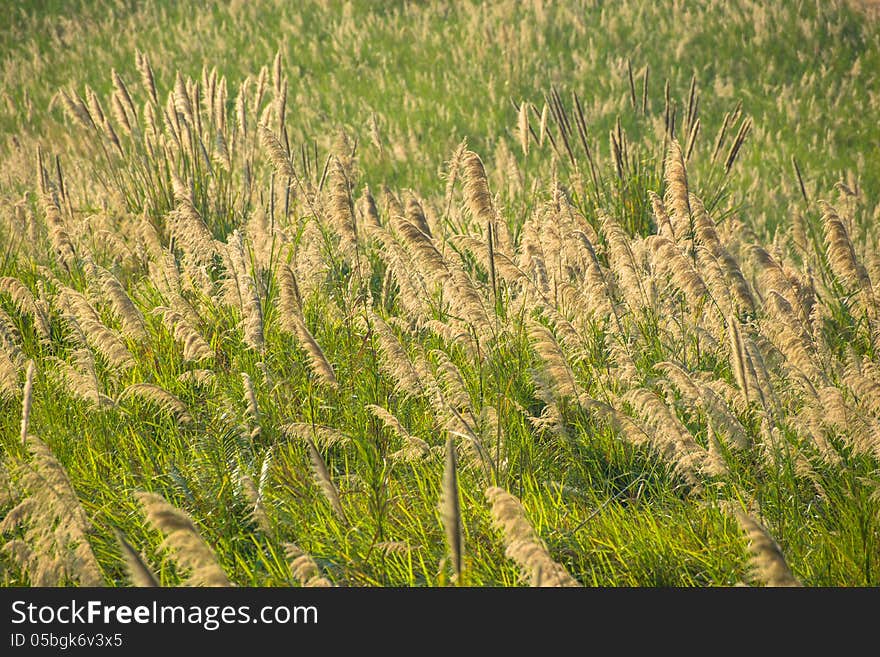 Wild flower in the field