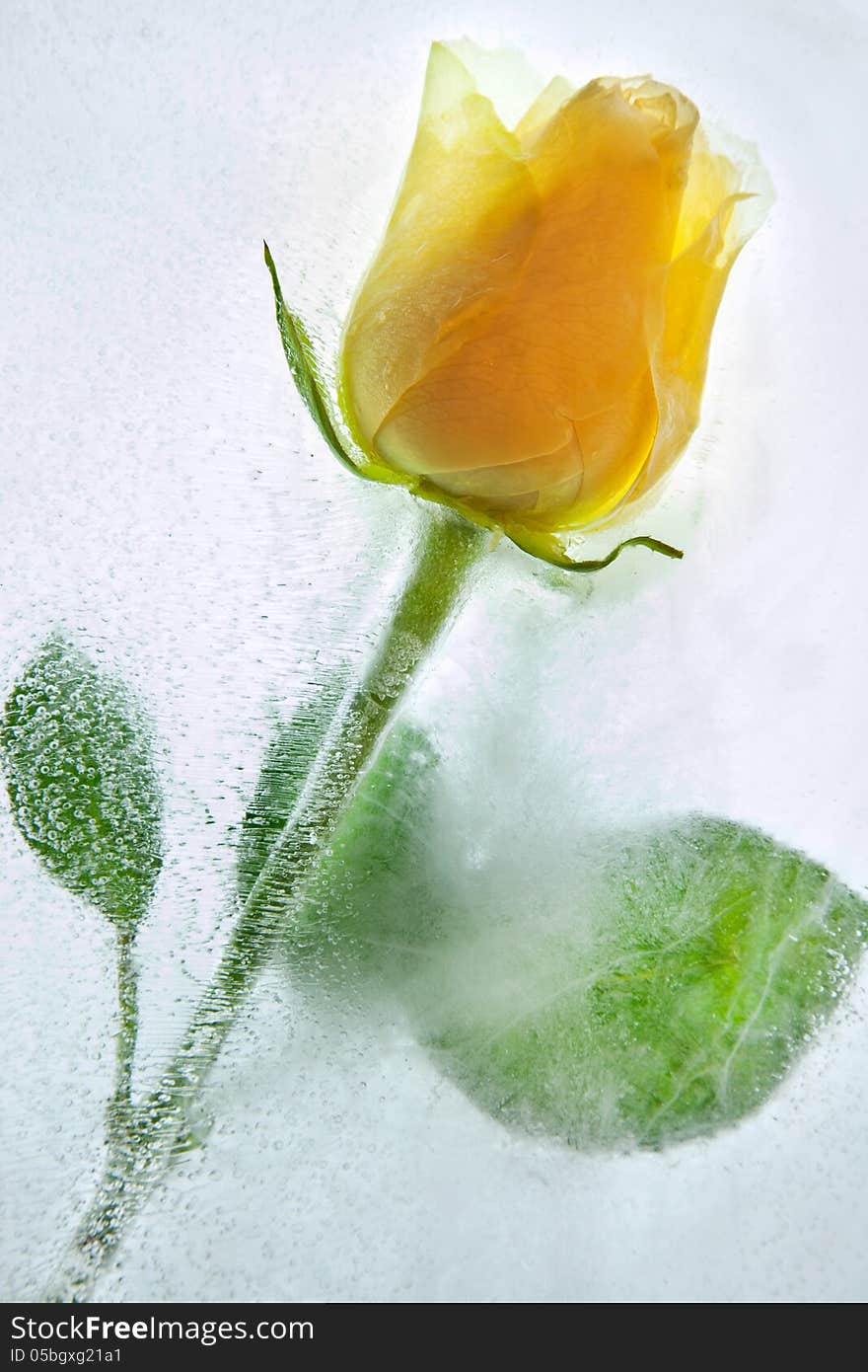 Frozen yellow rose in ice. Frozen yellow rose in ice