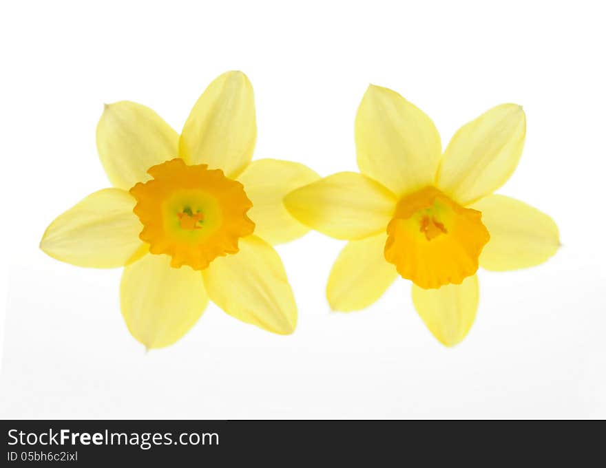 Flower daffodil on white background