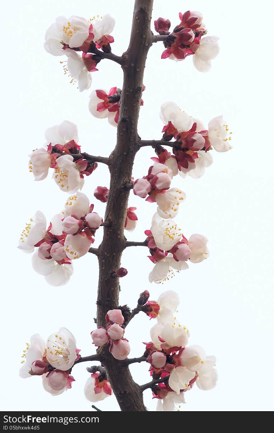 Apricot flower