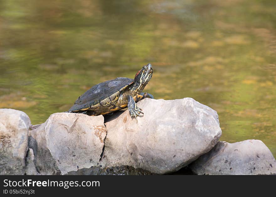 Turtle in the lake of the Buddhist park in the Phutthamonthon district, Nakhon Pathom Province of Thailand,. Turtle in the lake of the Buddhist park in the Phutthamonthon district, Nakhon Pathom Province of Thailand,