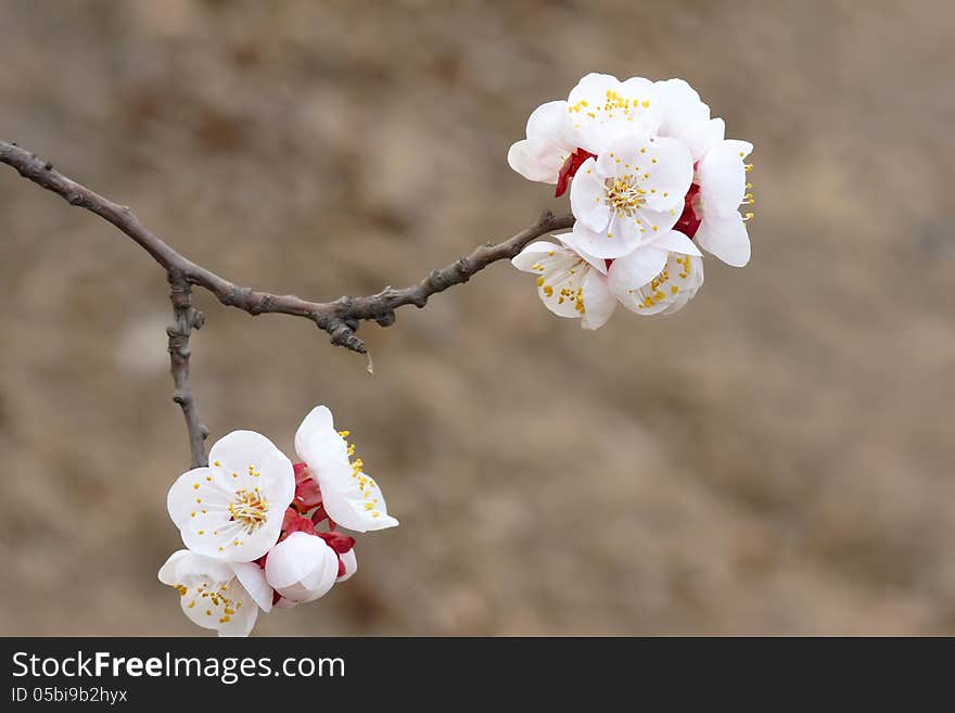 Apricot flower