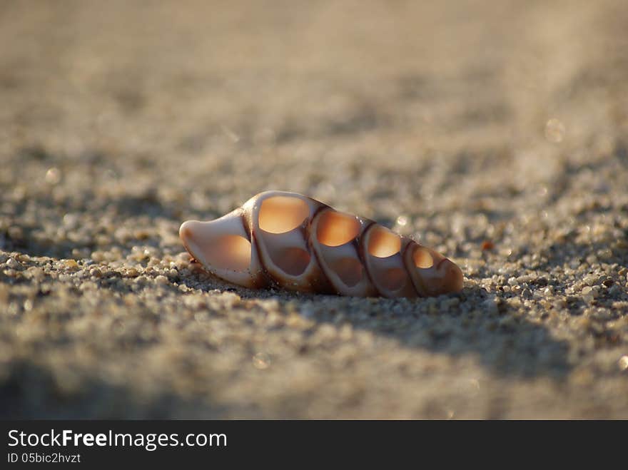 Sea shell on a clean and warm sand. Sea shell on a clean and warm sand.