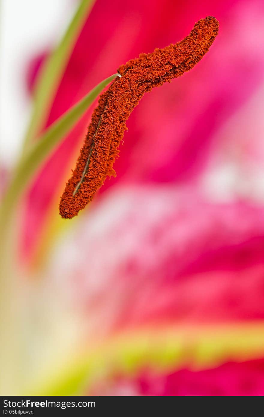 Beautiful lily close-up photo. Beautiful lily close-up photo