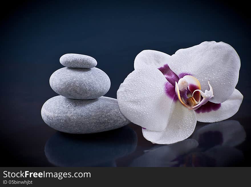 Zen Concept Stones And Orchid