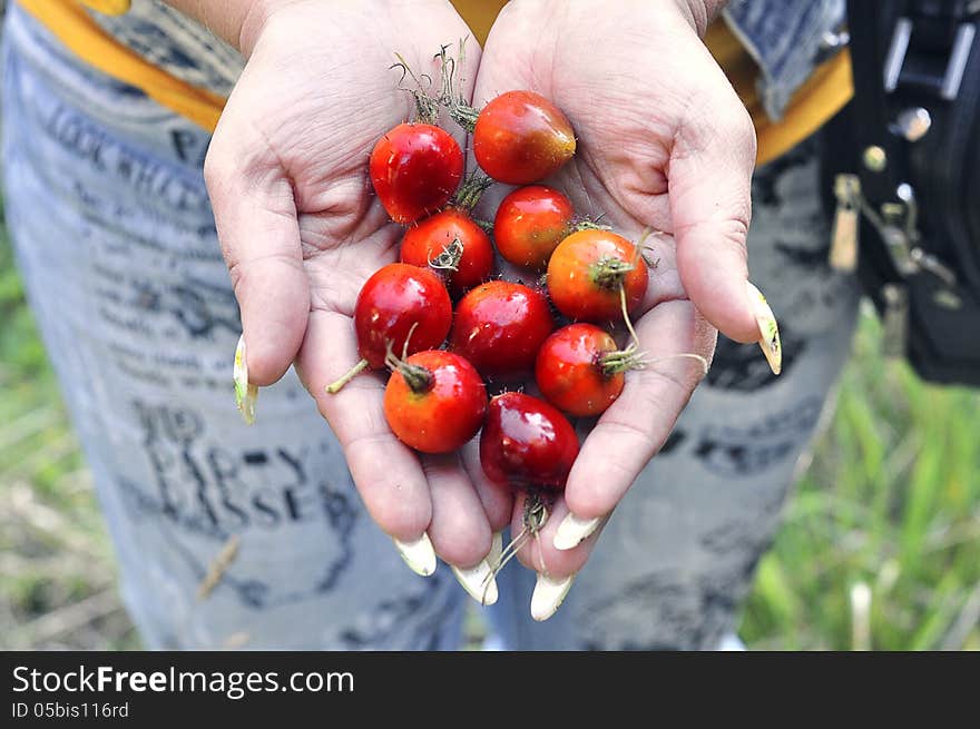 Canker berry, rose-hip forest berries. Canker berry, rose-hip forest berries