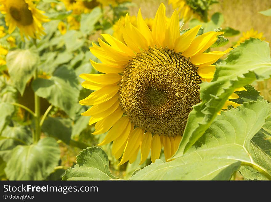 Sunflower in close up