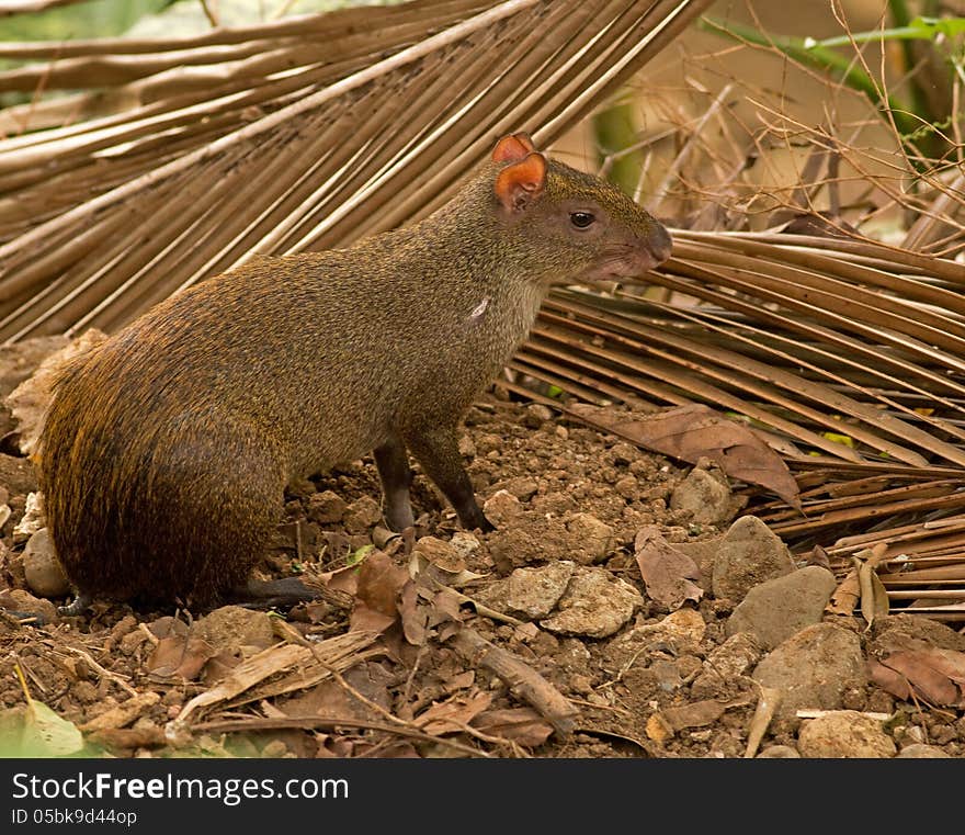 Agouti