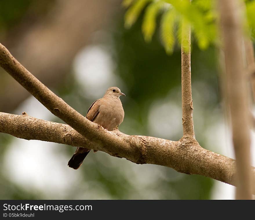 Ruddy Ground-Dove