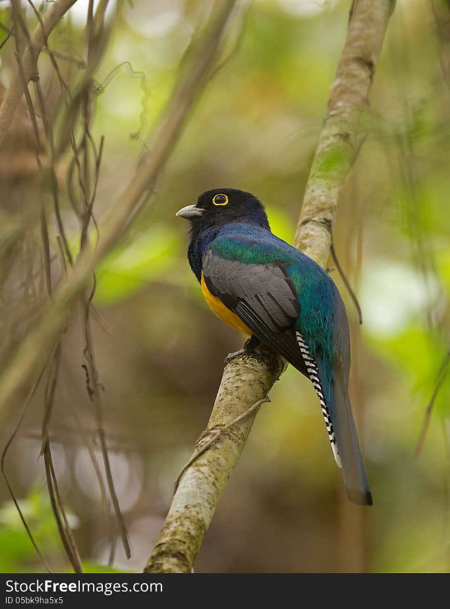 Violaceous Trogon