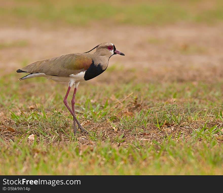 Southern Lapwing