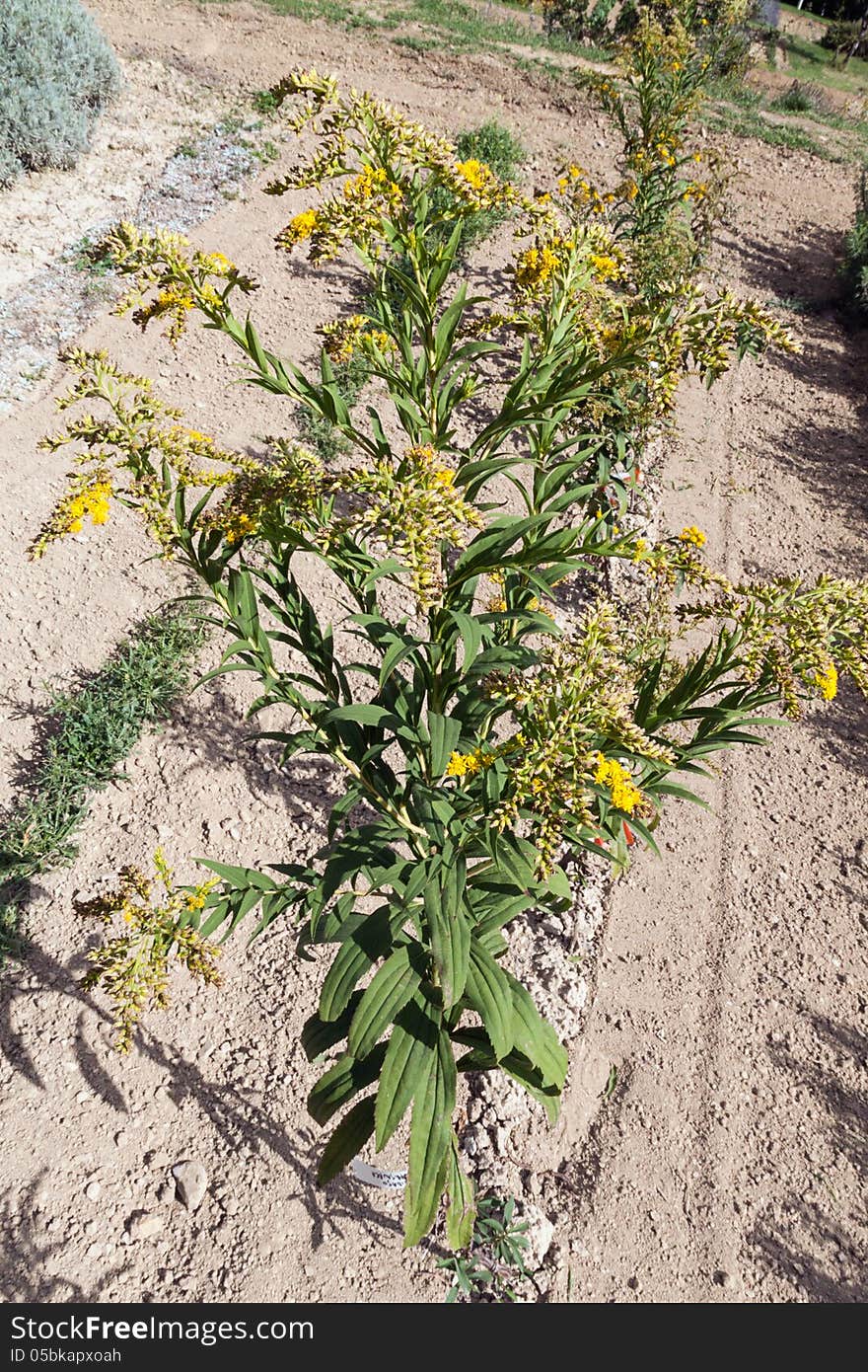 Cultivation of goldenrod in a Botanical Garden