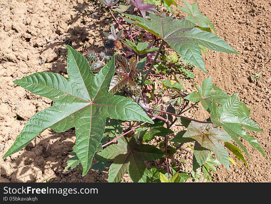 Castor oil plant-Ricinus communis.