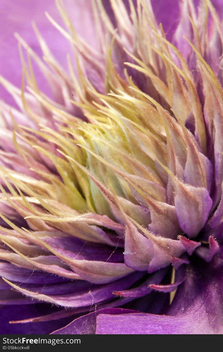 A macro of a Purple Clematis