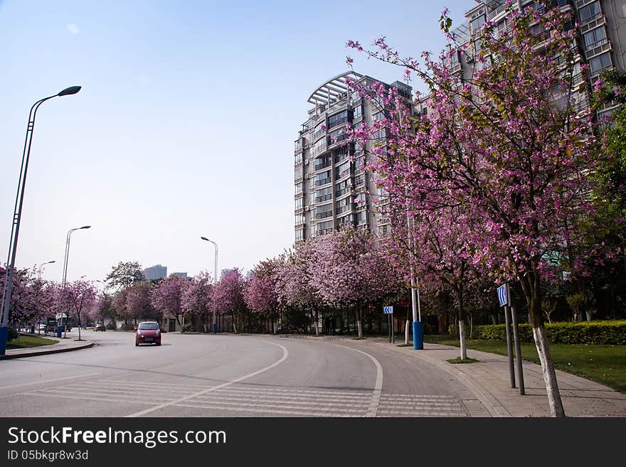 City road with bauhinia flowers