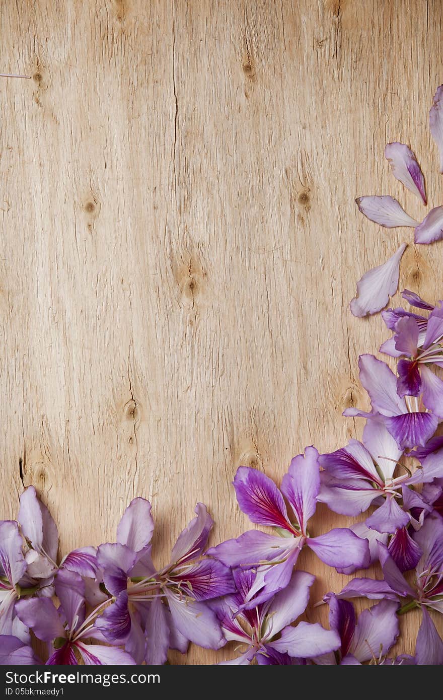 Frame With Bauhinia Petals