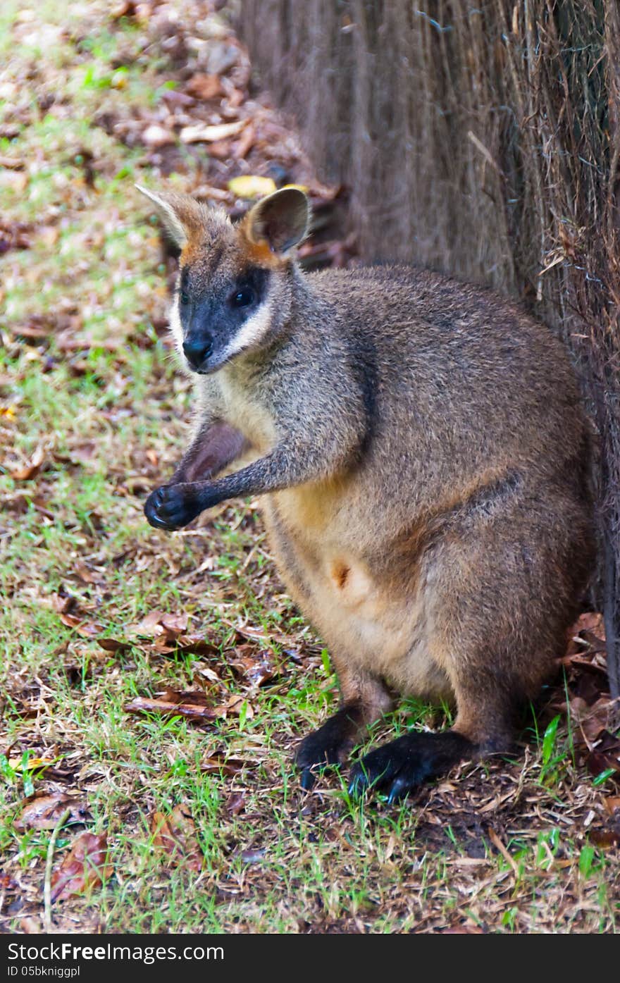 Swamp Wallaby, Australia