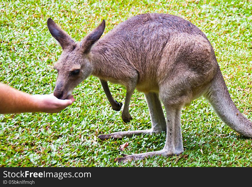 Visitors to this wildlife sanctuary enjoy feeding the baby wallabies that find a refuge here. Visitors to this wildlife sanctuary enjoy feeding the baby wallabies that find a refuge here.