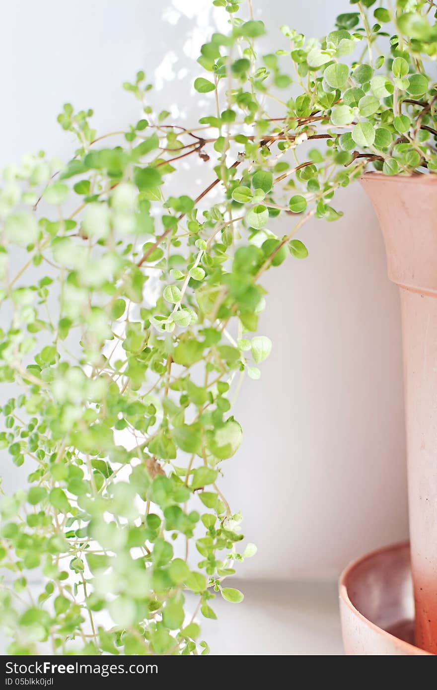 Marjoram in a pot