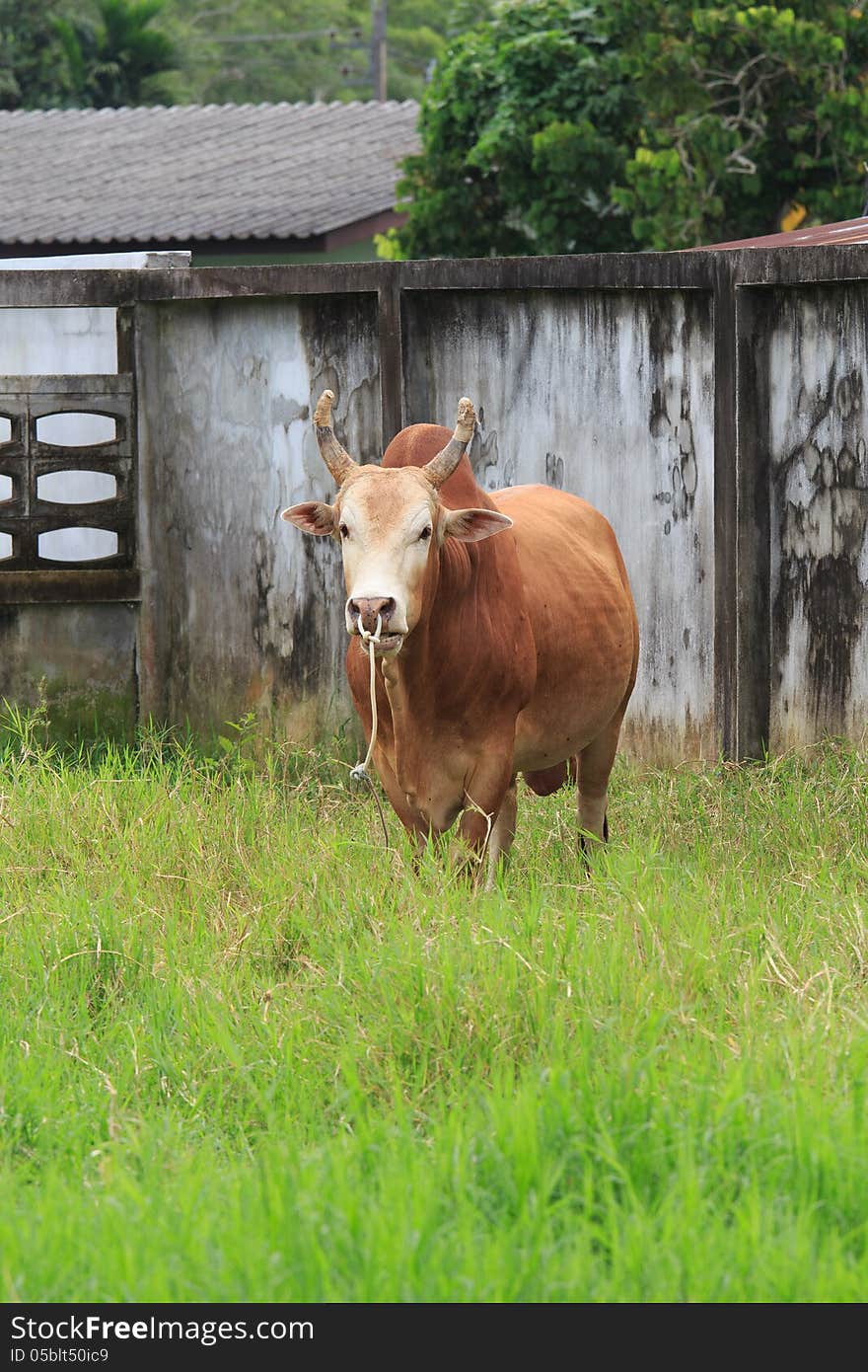 Brown Cow in the local field