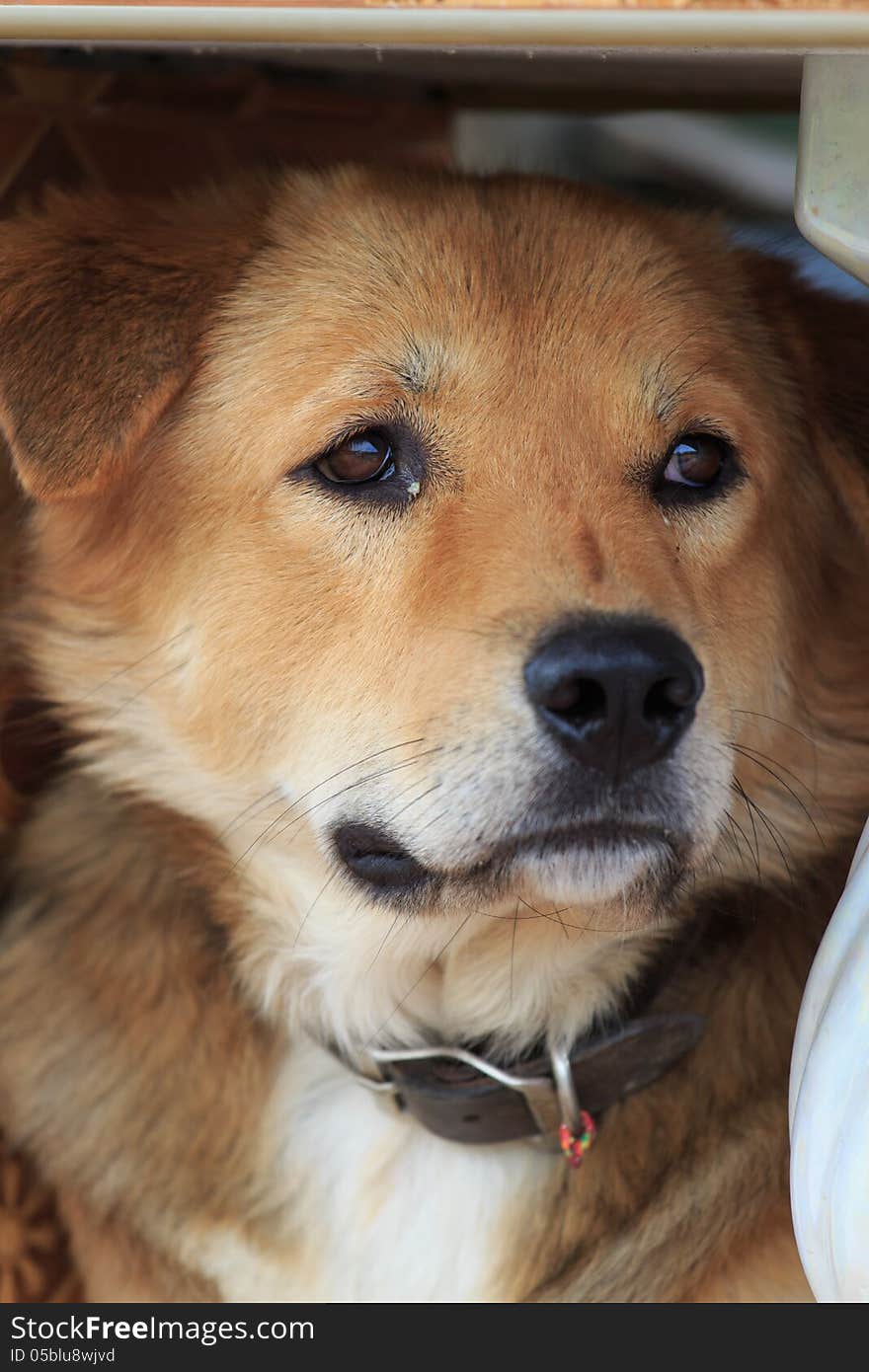 Thai dog looking at another direction and waiting for something