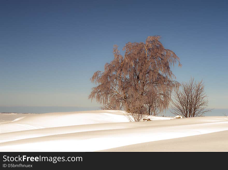 Winter Landscape