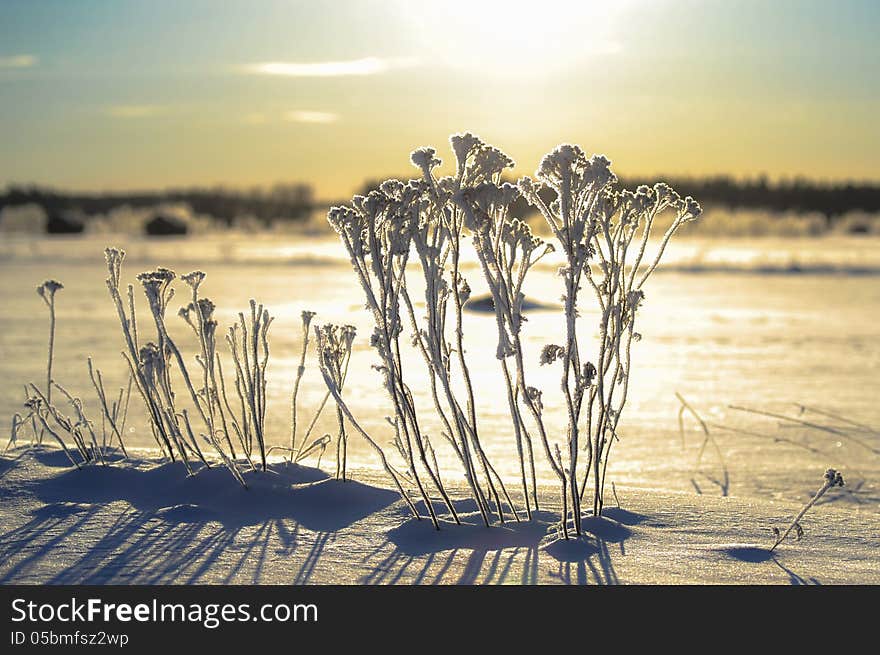 Frosty plants taking a sunbath in winter. Frosty plants taking a sunbath in winter.