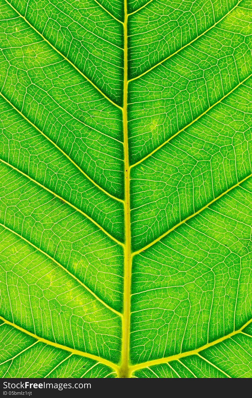 Bodhi leaf